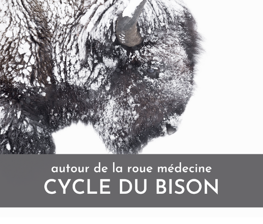 vision_bison